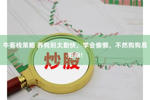 牛客栈策略 养狗别太勤快，学会偷懒，不然狗狗易短命!